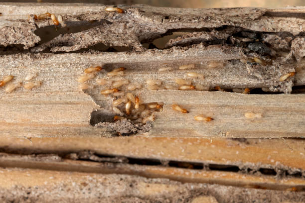 Best Insect Control  in Lyons, OR
